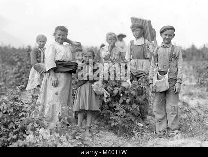 FAMILY OF POLISH IMMIGRANTS picking berries near Baltimore, Maryland, in 1909 Stock Photo