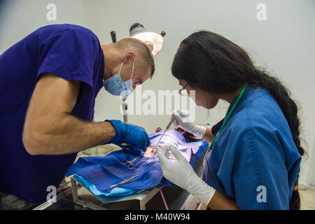 150820-N-YM856-110 SANTO DOMINGO, Dominican Republic (Aug. 20, 2015) Army Maj. Jeremiah Nelson, a veterinarian assigned to 85th Civil Affairs Brigade, Fort Hood, Texas, and a Dominican veterinary technician perform surgery on a dog at a veterinary site established at Hospital Clinico Veterinario during Continuing Promise 2015.  Continuing Promise is a U.S. Southern Command-sponsored and U.S. Naval Forces Southern Command/U.S. 4th Fleet-conducted deployment to conduct civil-military operations including humanitarian-civil assistance, subject matter expert exchanges, medical, dental, veterinary  Stock Photo