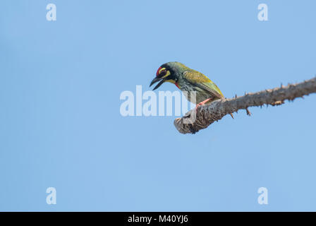 Portrait of Coppersmith Barbet Perched on Branch Stock Photo