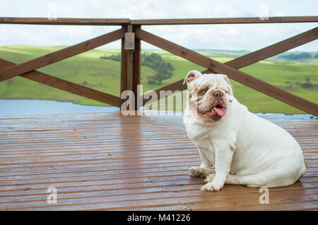 English Bulldog puppy sitting on porch