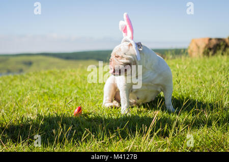 Great concept of Easter. Cute English bulldog breed dog dressed as Easter bunny running on the lawn. Stock Photo
