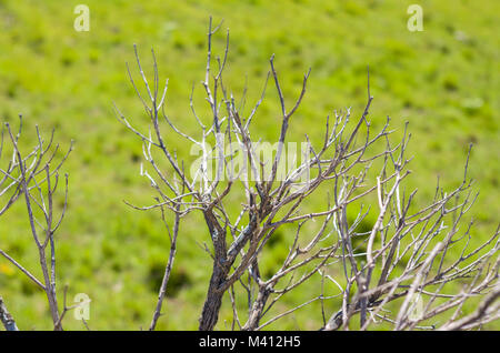 Dry twigs on green background Stock Photo