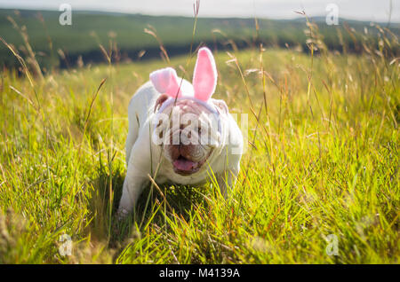 Great concept of Easter. Cute English bulldog breed dog dressed as Easter bunny running on the lawn. Stock Photo