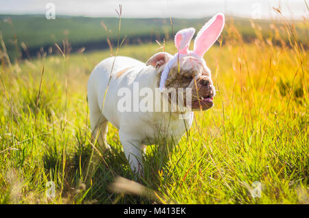 Great concept of Easter. Cute English bulldog breed dog dressed as Easter bunny running on the lawn. Stock Photo