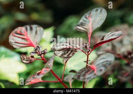 Leaves Of Iresine Herbstii Or Herbst's Bloodleaf In Botanical Garden. Stock Photo