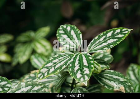 Green Leaves Of Pilea Cadierei (Aluminium Plant Or Watermelon Pilea) In Botanical Garden. Stock Photo