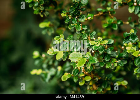 Green Leaves Of Malpighia Coccigera In Botanical Garden. Stock Photo