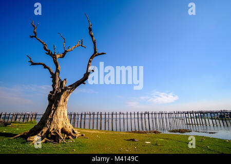 An old tree in front of U Bein Bridge, an old teakwood bridge, spanning over Taungthaman Lake Stock Photo