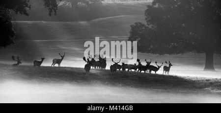 A herd of Fallow Deer (Dama dama) in the early morning mist, Woburn Deer Park, Bedfordshire, UK