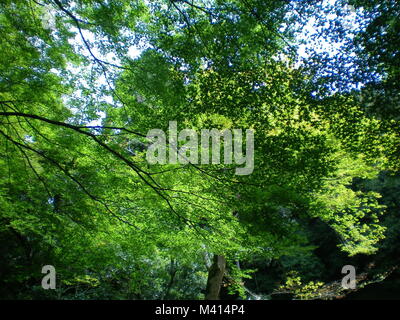 The vibrant geens of the leaves of a tree photographed from below against a blue sky. The branches of the tree appear black. Stock Photo