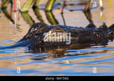 An American alligator (Alligator mississippiensis) laying low in the swamp. Stock Photo