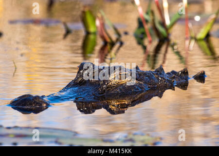 An American alligator (Alligator mississippiensis) laying low in the swamp. Stock Photo