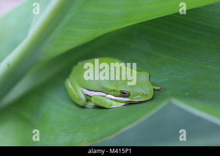 American Tree Frog or Hyla Cinera Stock Photo