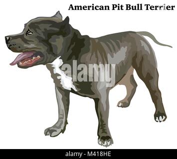 Portrait of standing in profile American Pit Bull, vector colorful illustration isolated on white background Stock Vector