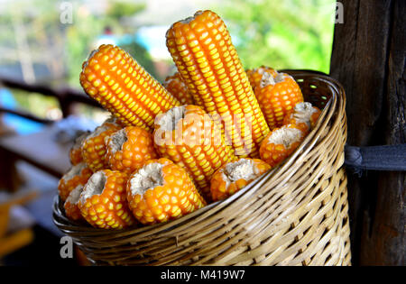 dry corn at agriculture farm at the north of thaialnd Stock Photo