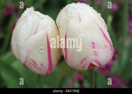 Raindrops on a couple of tulips, heads together, in the spring time Stock Photo