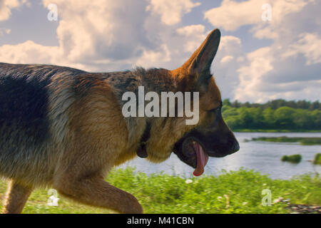German shepherd on walk in wild, Training in field, trick dog, tracker dog, follow in somebodys footsteps, follow one's nose Stock Photo