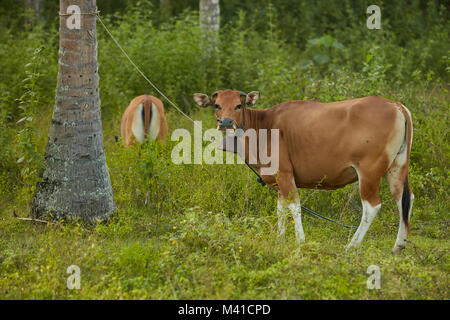 Brown domestic cows grazing at Lombok, Indonesia Stock Photo