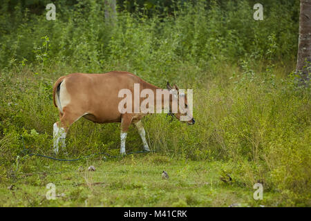 Brown domestic cows grazing at Lombok, Indonesia Stock Photo