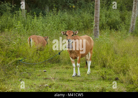 Brown domestic cows grazing at Lombok, Indonesia Stock Photo