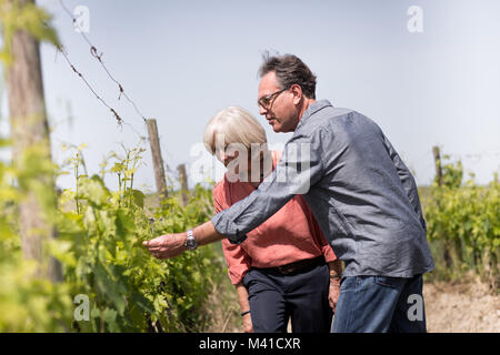 Senior couple looking at grapes at a vineyard Stock Photo