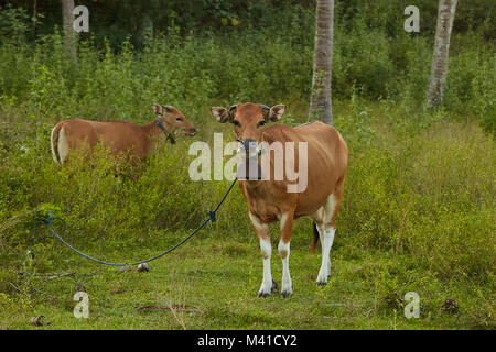 Brown domestic cows grazing at Lombok, Indonesia Stock Photo