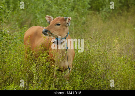 Brown domestic cows grazing at Lombok, Indonesia Stock Photo