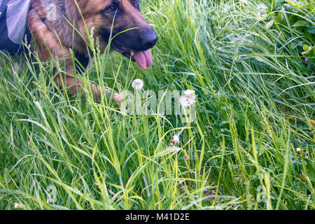 German shepherd on walk in wild, Training in field, trick dog, tracker dog, follow in somebodys footsteps, follow one's nose, dog's sense of smell Stock Photo