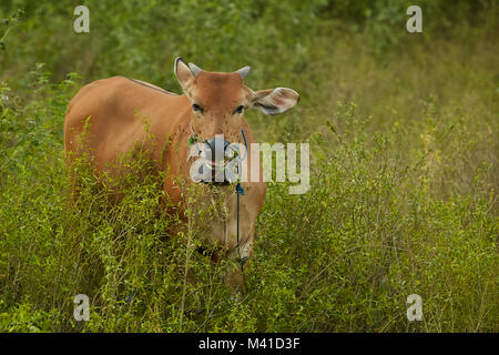 Brown domestic cows grazing at Lombok, Indonesia Stock Photo