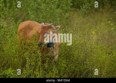 Brown domestic cows grazing at Lombok, Indonesia Stock Photo