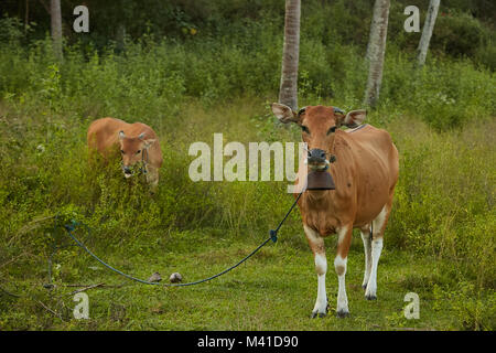 Brown domestic cows grazing at Lombok, Indonesia Stock Photo