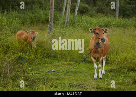 Brown domestic cows grazing at Lombok, Indonesia Stock Photo