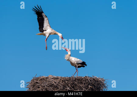 White Stork Attacking Another For The Rights To A Nest Stock Photo