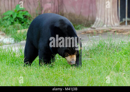 sun Bear Big black bear on green grass Stock Photo