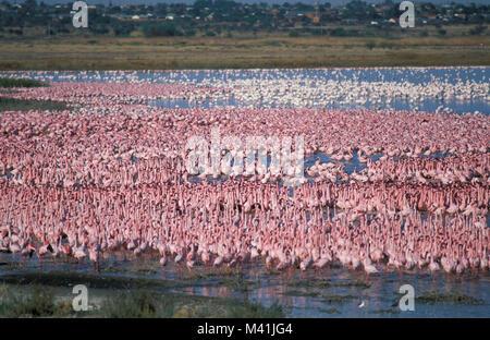 South Africa. Near Kimberley. Greater and lesser flamingos. Stock Photo