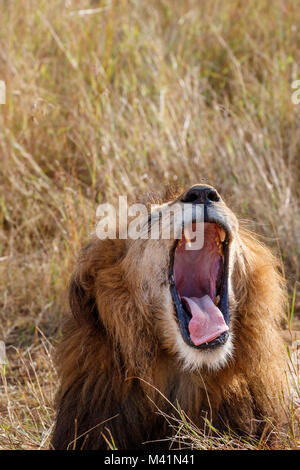 Big 5: Male Mara lion (Panthero leo) yawning with mouth wide open showing pink tongue sticking out and fearsome upper canine teeth, Masai Mara, Kenya Stock Photo