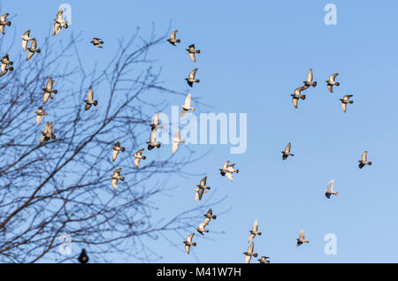 Flock of pigeons flying together against blue sky in England, UK. Stock Photo