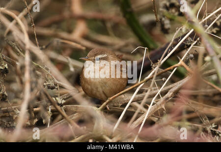 A pretty Wren (Troglodytes troglodytes) perched in a bramble bush. Stock Photo