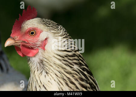 A Farm Cockerel in a field near Wath,Pateley Bridge,North Yorkshire,England,UK. Stock Photo