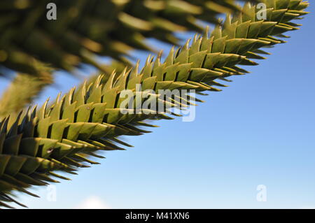 A close-up of the detail of the leaves on a monkey puzzle tree branch in front of a blue sky background Stock Photo