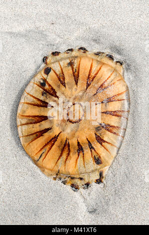 Compass jellyfish - chrysaora hysoscella- on a sandy beach