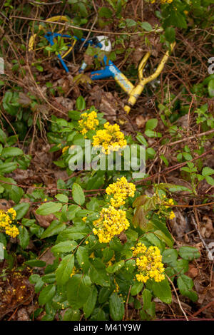 Discarded blue and yellow childs bike on woodland floor with yellow spring flowers in Greater London, England, United Kingdom Stock Photo