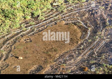Frozen puddle in countryside with grass and mud Stock Photo