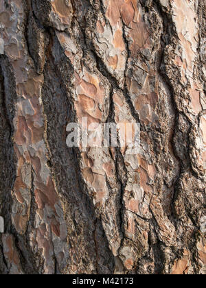 Cypress tree trunk closeup with beautiful textures, patterns and tones. Stock Photo