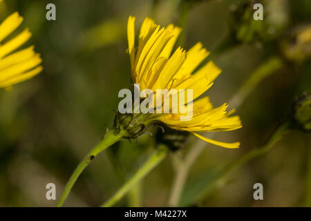 Flowering Leafy Hawkweed (Hieracium umbellatum) Stock Photo