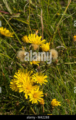 Flowering Leafy Hawkweed (Hieracium umbellatum) Stock Photo