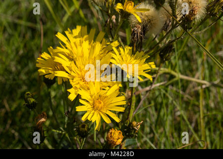 Flowering Leafy Hawkweed (Hieracium umbellatum) Stock Photo