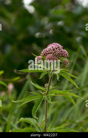 Hemp-agrimony (Eupatorium cannabinum) with  flowerbuds, juli Stock Photo