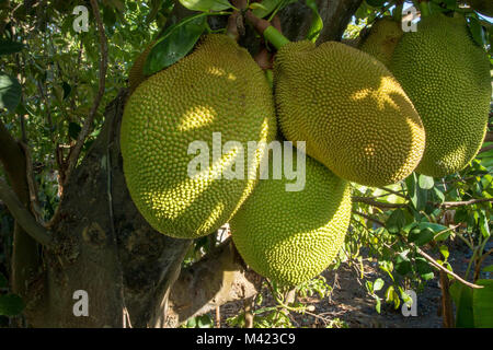 Jackfruit cluster on tree in jamaica, west indies, caribbean Stock Photo