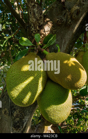 Jackfruit cluster on tree in jamaica, west indies, caribbean Stock Photo